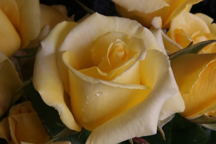 Yellow roses