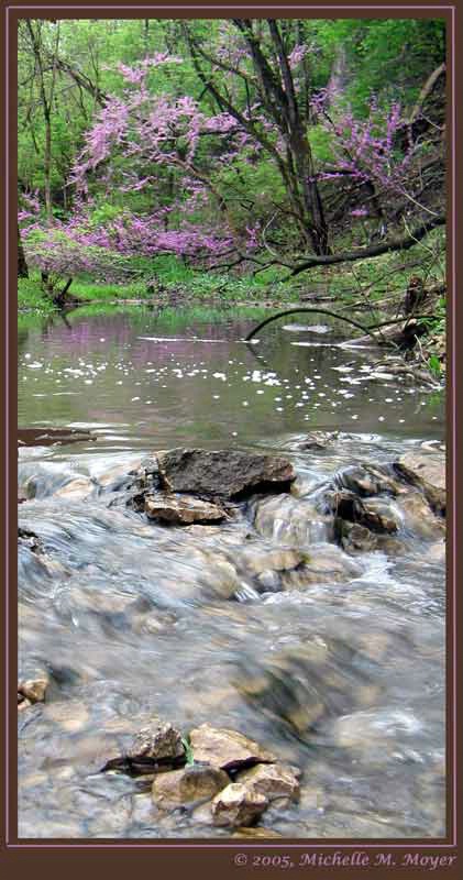 Scenic stream with purple background blooms