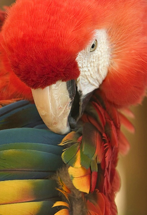 Scarlet Macaw - ID: 845380 © Mary-Ella Bowles