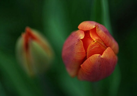 Tulip Buds