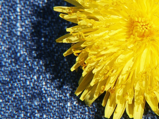 Dandelion and Detail