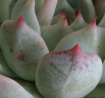 Succulent