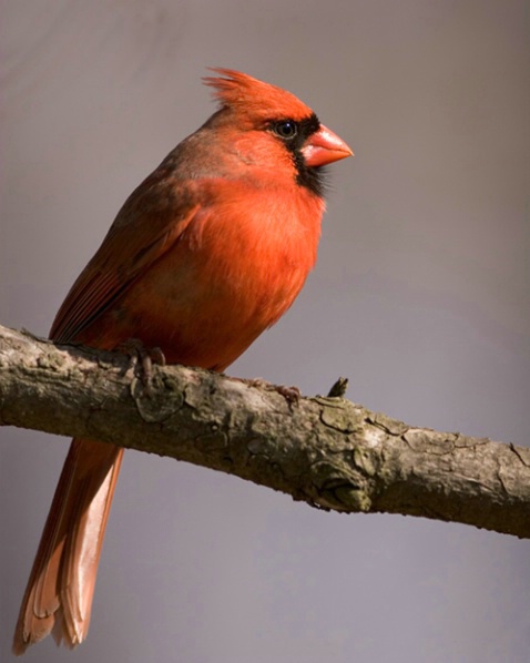 Cardinal - ID: 845988 © Robert Hambley