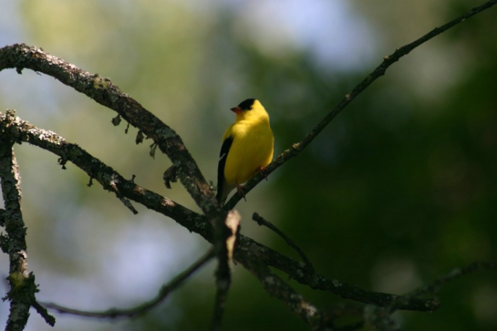 black & yellow bird #1