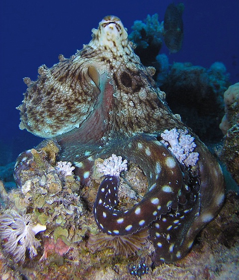 Common octopus