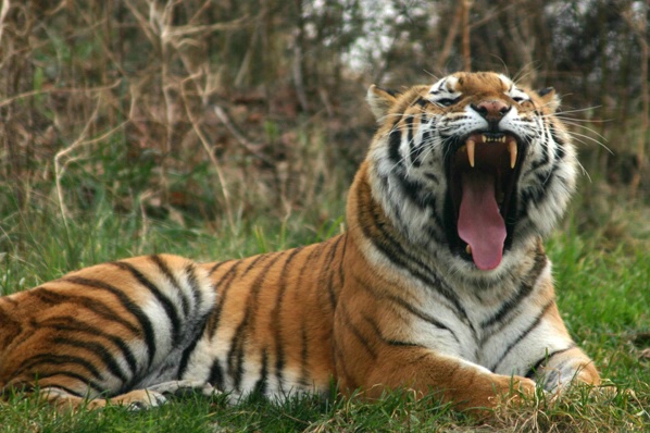Tiger Yawn 1