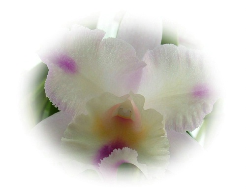 Orchid4