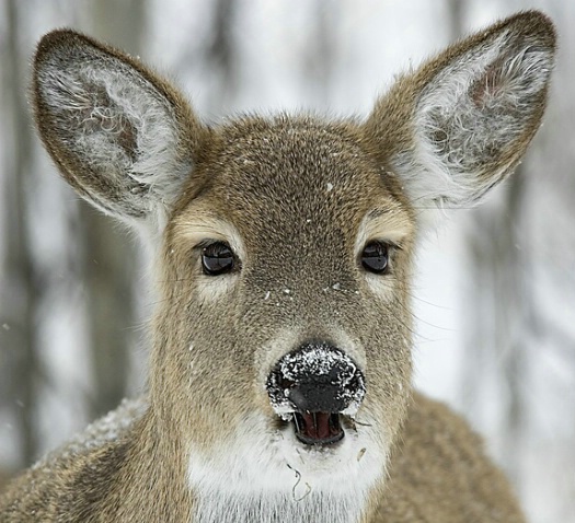 Frosty Nose White-tailed Deer