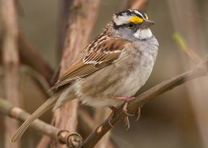 White Throated Sparrow  - ID: 850236 © Robert Hambley