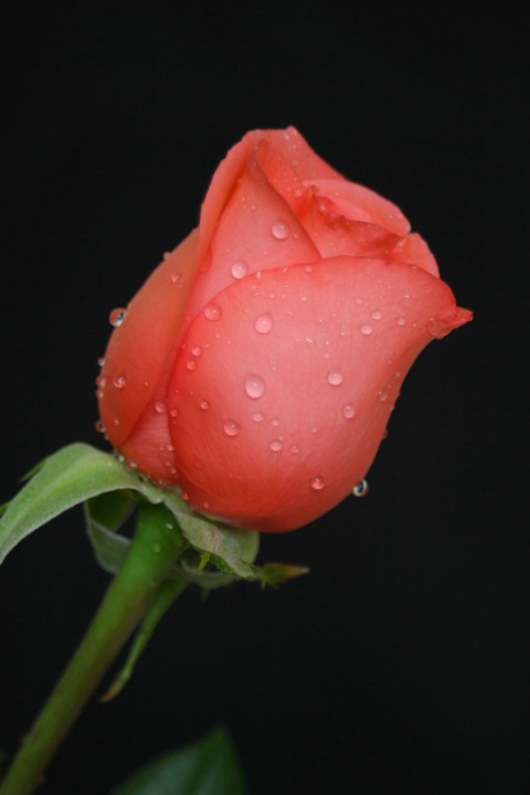 besutiful rose