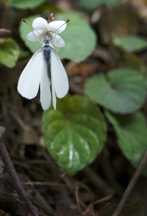 Butterfly and White Violet 4-12-05 - ID: 851016 © Robert A. Burns