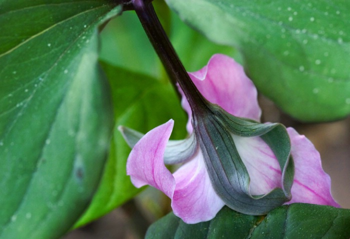 Catesby's Trillium 4-22-05 - ID: 851038 © Robert A. Burns