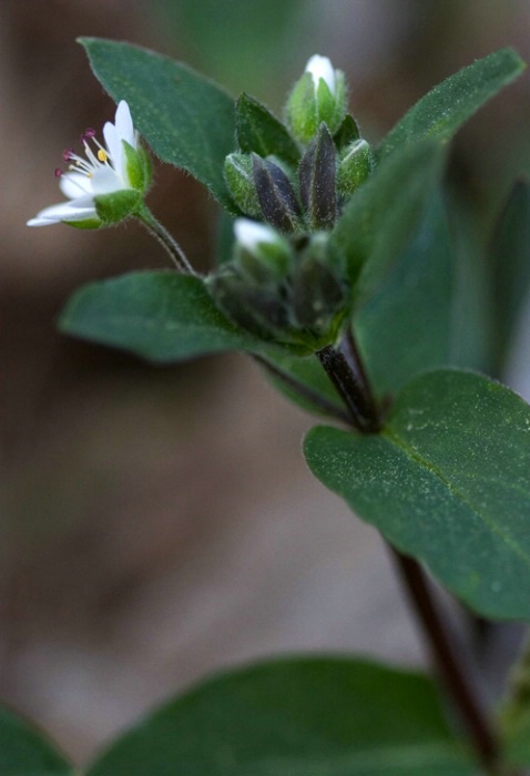 Star Chickweed 4-18-05 - ID: 851040 © Robert A. Burns