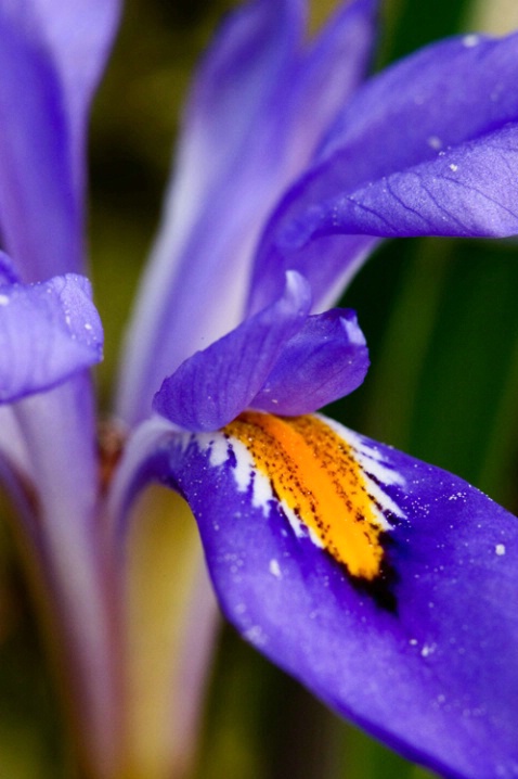 Crested Dwarf Iris 4-12-05 - ID: 851041 © Robert A. Burns