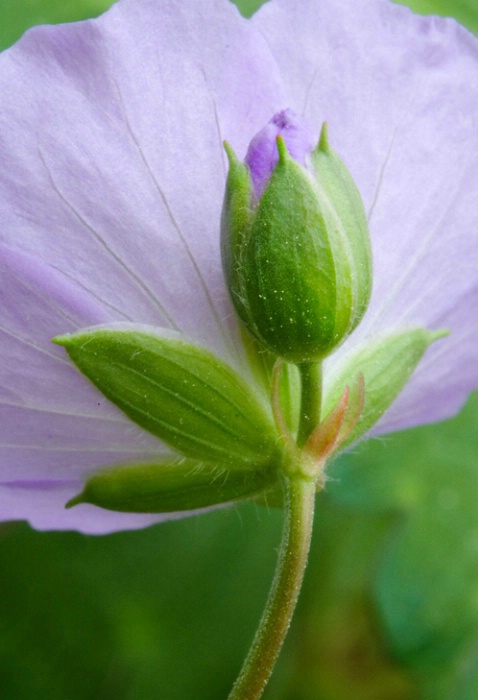 Wild Geranium 4-22-05 - ID: 851058 © Robert A. Burns