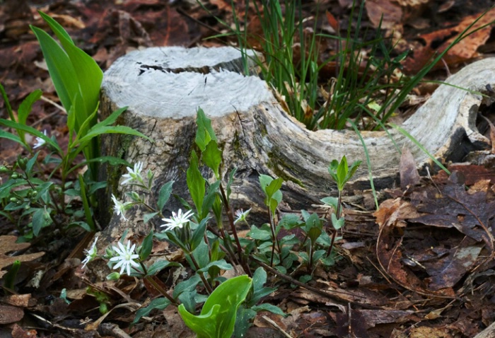 Stump and Chickweed 4-22-05 - ID: 851060 © Robert A. Burns