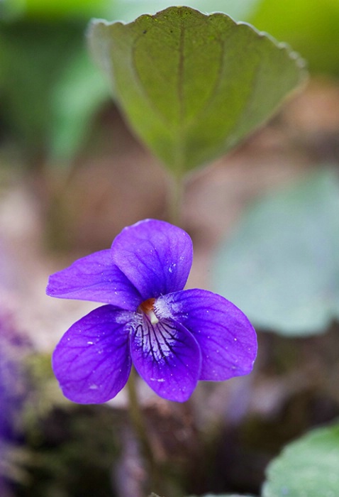 Blue Violet 4-12-05 - ID: 851082 © Robert A. Burns