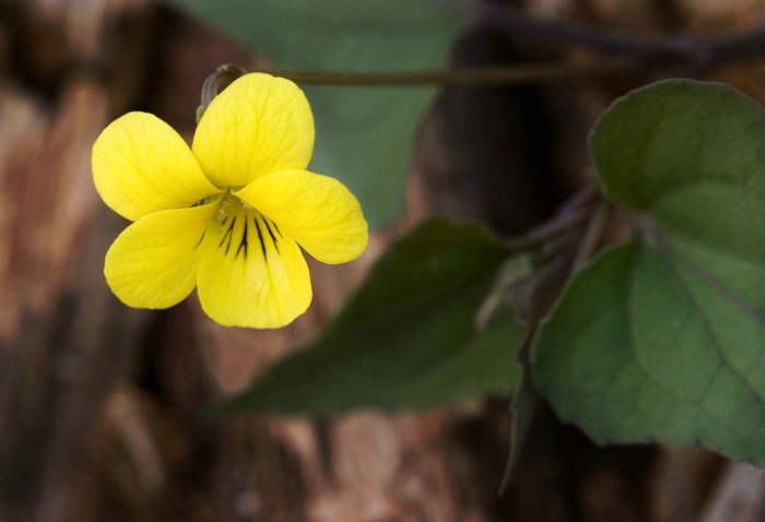 Yellow Violet 4-3-05 - ID: 851083 © Robert A. Burns