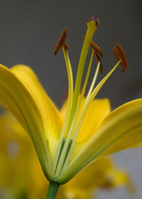 Spring Lily - ID: 851157 © Robert Hambley