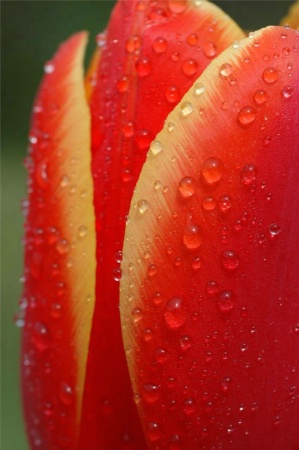 Tulip Up Close