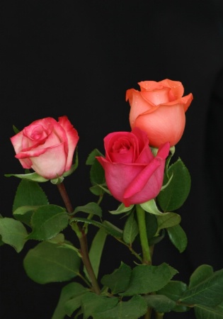 Three Colorful Roses