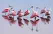 Birds of a Feathe...