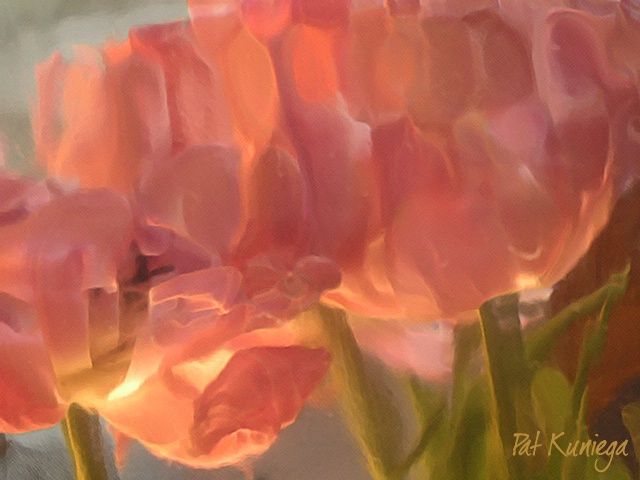 Tulip Reflections - POTD