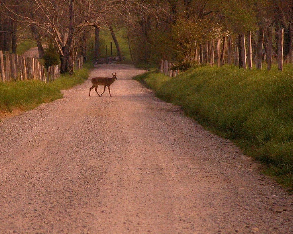Deer on Sparks Lane