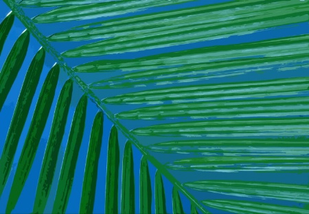 Majesty Palm