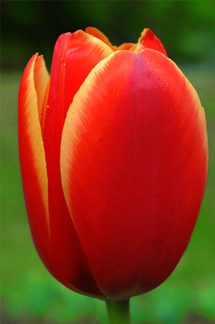 Morning Tulip - ID: 856978 © Richard S. Young