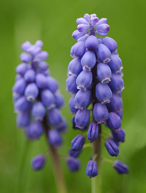 Grape Hyacinth