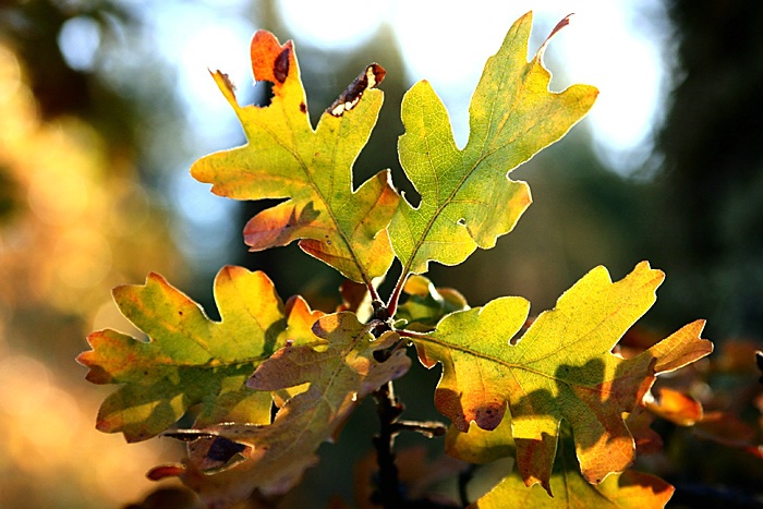 Golden Leaves, Oak Leaf Cluster