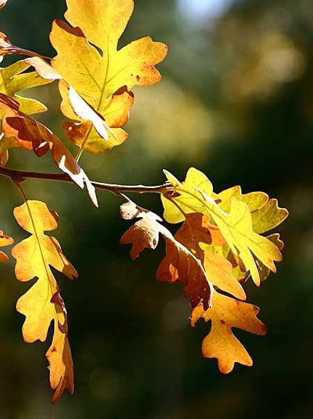 Leaves of Gold