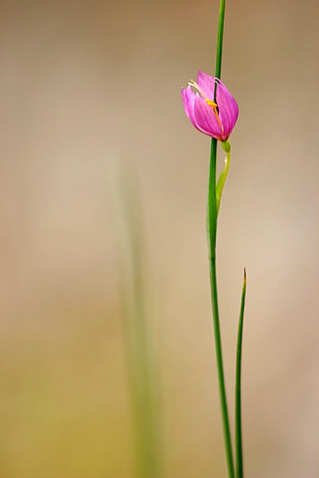 Pink in the Spring