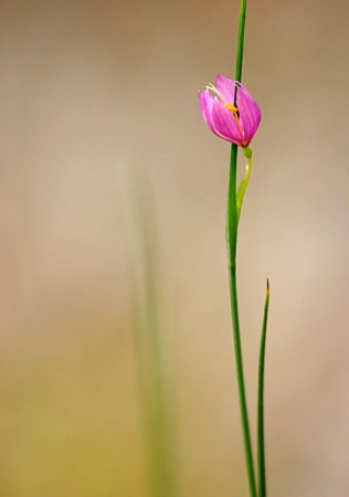 Pink in the Spring