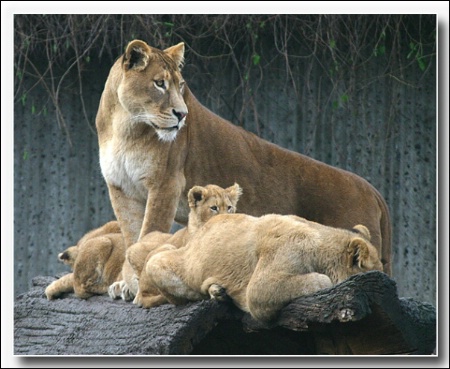 LION FAMILY II