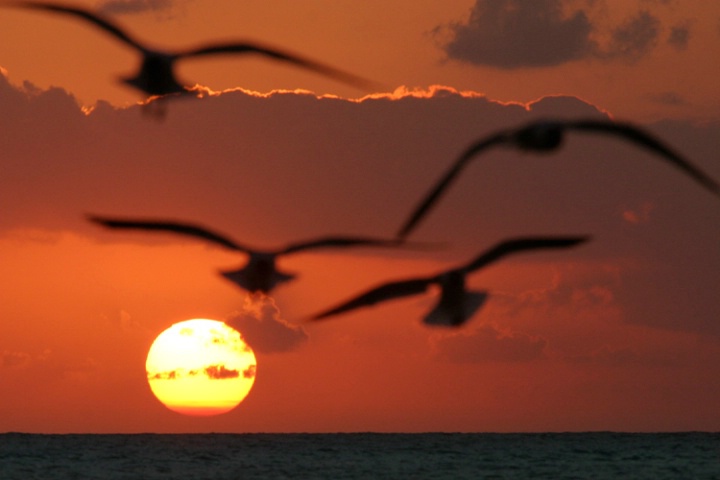 Seagulls and Sunset