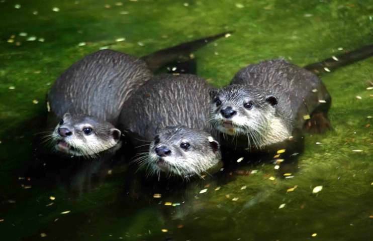 Three Otters