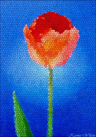 A Tulip for Darren!