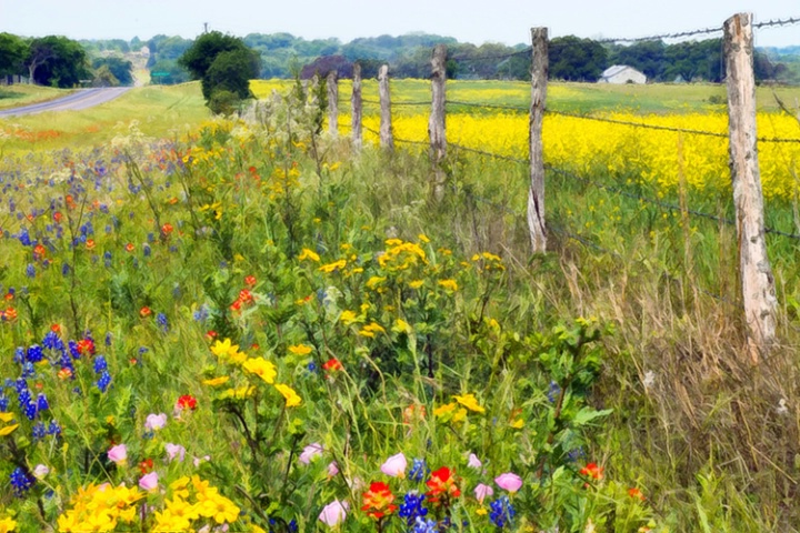 Fence and Flowers