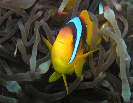 Two-banded clownfish