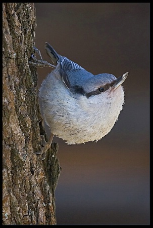 Nuthatch