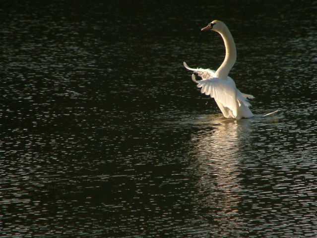 Walking on water