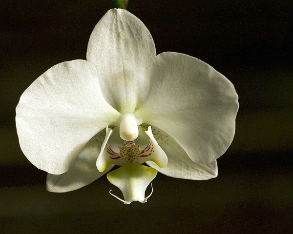 Orchid #3