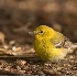 © Robert Hambley PhotoID # 861818: Pine Warbler