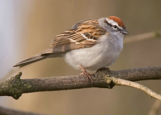 Chipping Sparrow - ID: 861849 © Robert Hambley