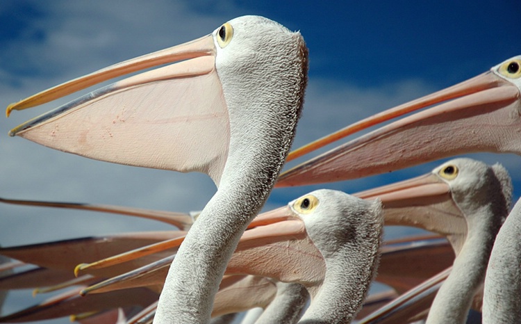 The Pelican Army