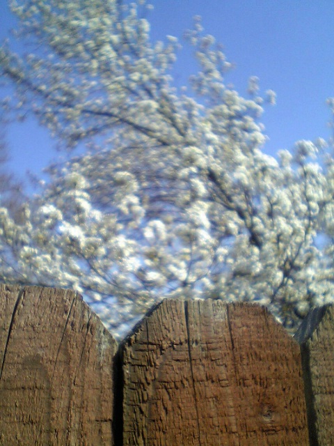 Over the fence