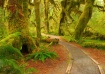 The Enchanted For...
