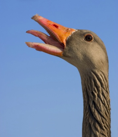 The singing goose